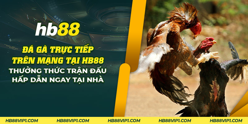 24 da ga truc tiep tren mang tai hd88 thuong thuc tran dau hap dan ngay tai nha