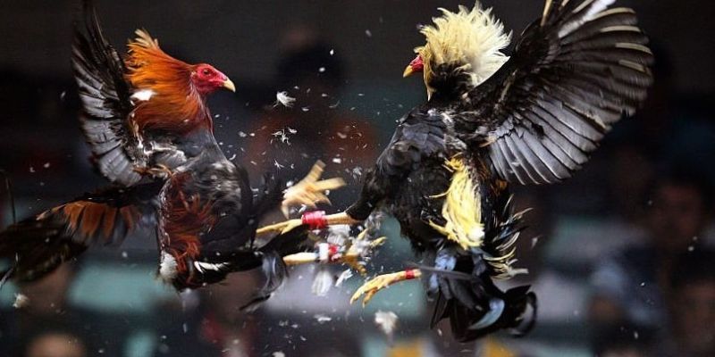 Coi đá gà trực tuyến tại HB88: Đỉnh cao của sự kịch tính 4 Chương trình khuyến mãi hấp dẫn cho người coi đá gà trực tuyến