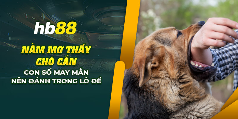 Nằm mơ thấy chó cắn: Con số may mắn nên đánh trong lô đề 2 27 nam mo thay cho can con so may man nen danh trong lo de