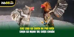 Các Loại Gà Chiến Đá Phổ Biến – Chọn Gà Mạnh Tay, Cược Chuẩn